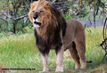 Drakenstein Lion Park image 4