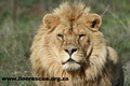 Drakenstein Lion Park image 5