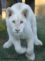 Drakenstein Lion Park image 6