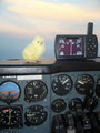 Flight training South Africa image 3