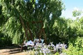 Franschhoek Manor Guesthouse image 4