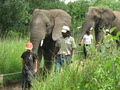 Hazyview Elephant Sanctuary image 2
