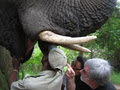 Hazyview Elephant Sanctuary image 3
