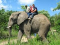 Hazyview Elephant Sanctuary image 4