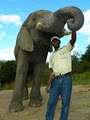 Hazyview Elephant Sanctuary image 5