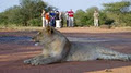 Imagine Africa Safaris image 6