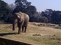 Johannesburg Zoo image 2