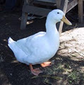 MADADENI - Ducks Sales image 3