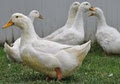 MADADENI - Ducks Sales logo