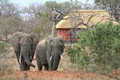 Mohlabetsi Safari Lodge image 4