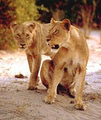 Monas Tours and Safaris image 2