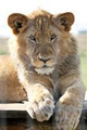Otavi Lion Park & White Lion Breeding Project image 3