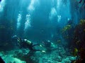 Scuba Diving Cape Town image 3