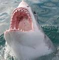 Sharklady Adventures image 1