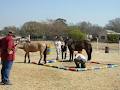 Shumbashaba Equine Assisted Therapy Centre image 2
