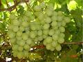 South African Table Grape Industry image 2