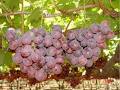South African Table Grape Industry image 4