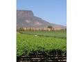 South African Table Grape Industry image 1