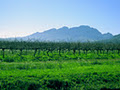 Winelands - Wine Tours and Tasting, Accommodation, Wine Farms, Events, News logo