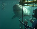 Xplora Tours (Whales and Shark boat trips, Hermanus) image 4