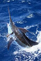 Blue Water Charters - Durban Deep Sea, Game and Marlin Fishing Charter image 2