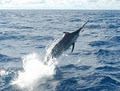 Blue Water Charters - Durban Deep Sea, Game and Marlin Fishing Charter image 3