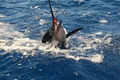 Blue Water Charters - Durban Deep Sea, Game and Marlin Fishing Charter image 5