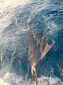 Blue Water Charters - Durban Deep Sea, Game and Marlin Fishing Charter image 6