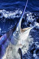Blue Water Charters - Durban Deep Sea, Game and Marlin Fishing Charter logo
