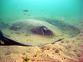 Into the Blue Scuba Dive Centre Cape Town image 5