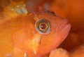 Pisces Divers image 2