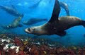 Scuba Diving Cape Town Scuba Diving South Africa image 5