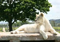 CAPE TOWN LION PARK - HOME OF THE WHITE LION image 2