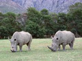 Fairy Glen Private Game Reserve image 4