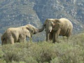 Fairy Glen Private Game Reserve image 5