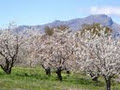 Klondyke Cherry Farm image 4