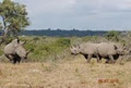 Mufasa Kruger national park safari tours from Johannesburg image 2