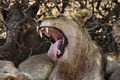 Mufasa Kruger national park safari tours from Johannesburg image 5