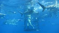 Shark Cage Diving image 2
