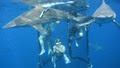 Shark Cage Diving image 3