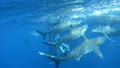 Shark Cage Diving image 6