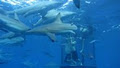 Shark Cage Diving image 1