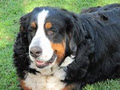 BERNESE MOUNTAIN DOGS image 1