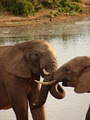 Blaauwkrantz Safaris image 1
