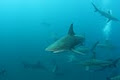 Diving with Sharks image 1