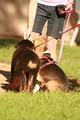 Friends For Life - Puppy School and First Aid training for dogs image 1