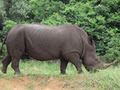 Hluhluwe Big 5 Safaris image 3