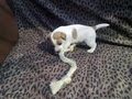 Jack Russell pups image 2