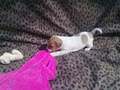 Jack Russell pups image 5