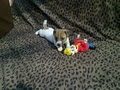 Jack Russell pups image 6